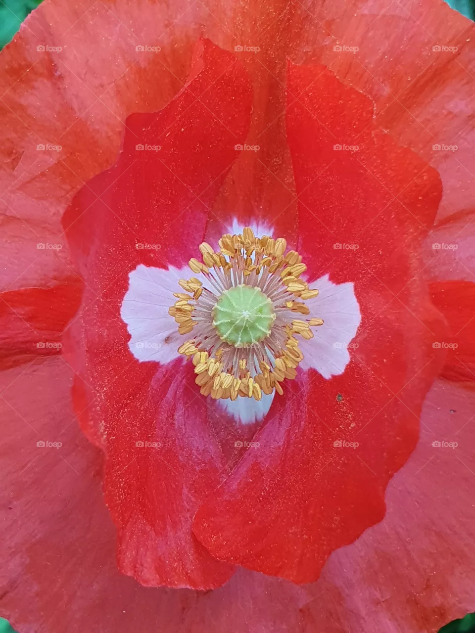 poppy