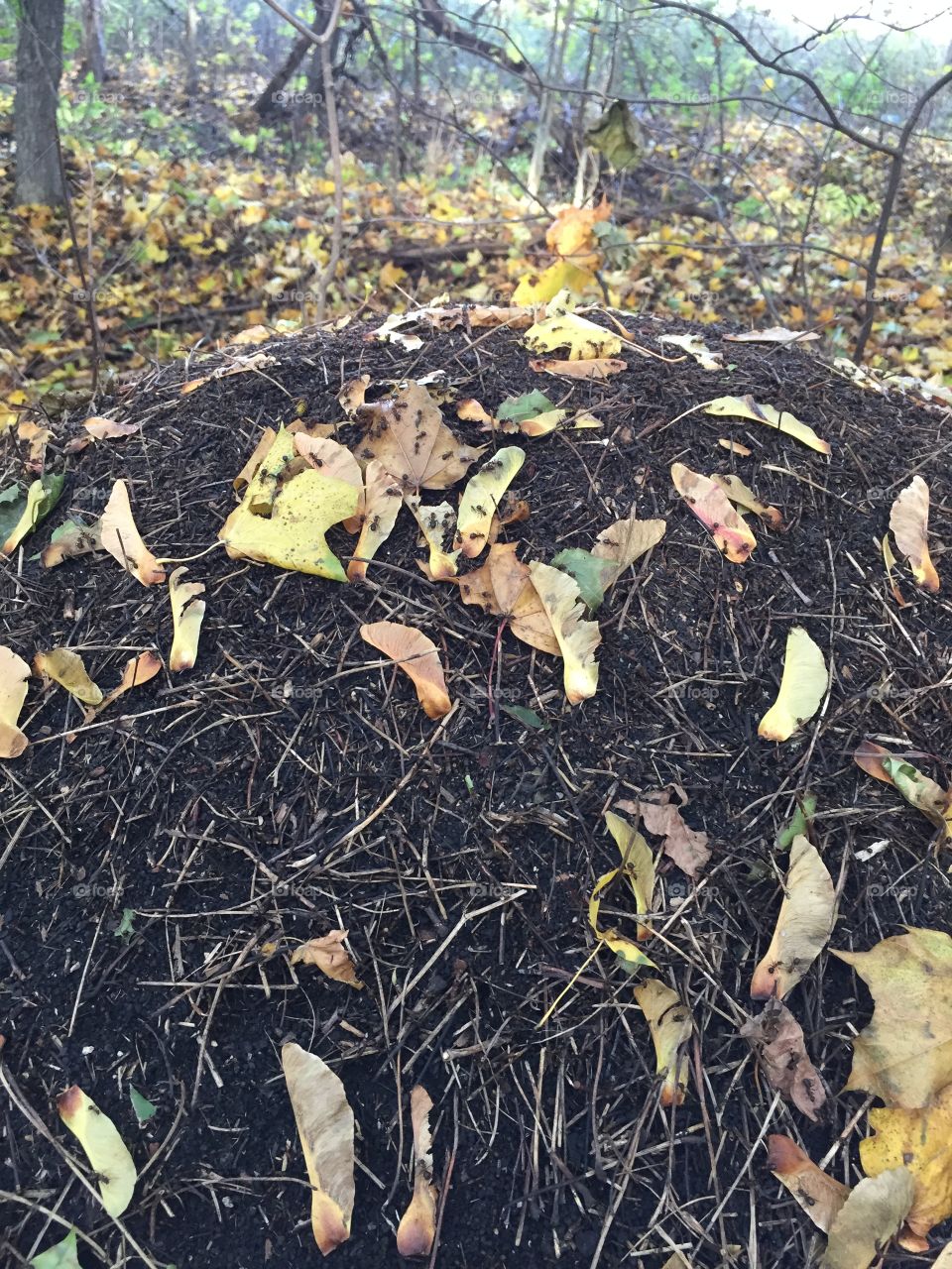 Anthill in the forest 