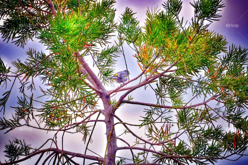 Bird on a tree