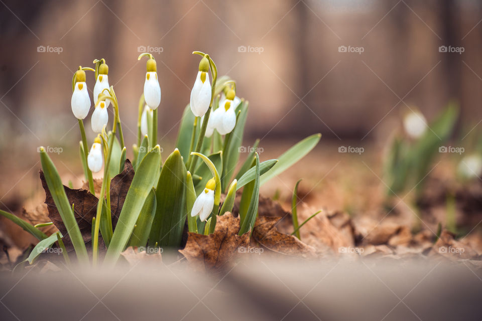 spring snowdrop flowers in the forest