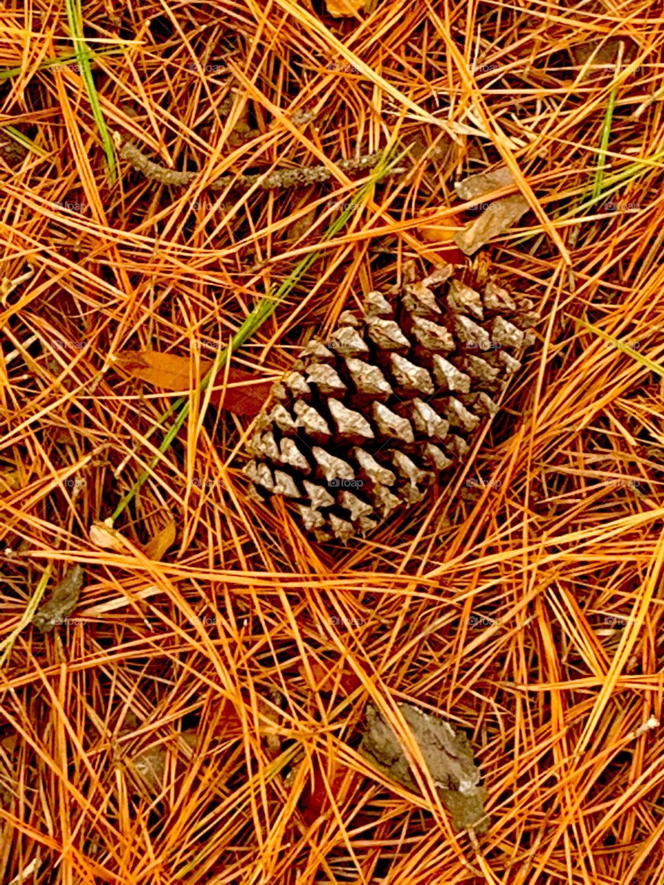 Pine cone