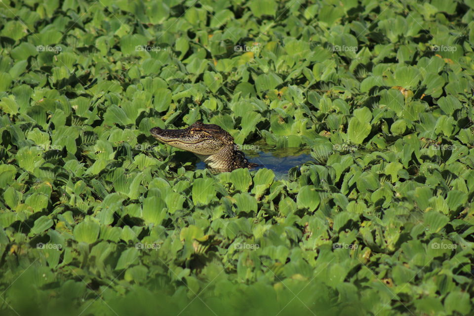 Smug Baby Alligator Taking a Peek at the Hunans 