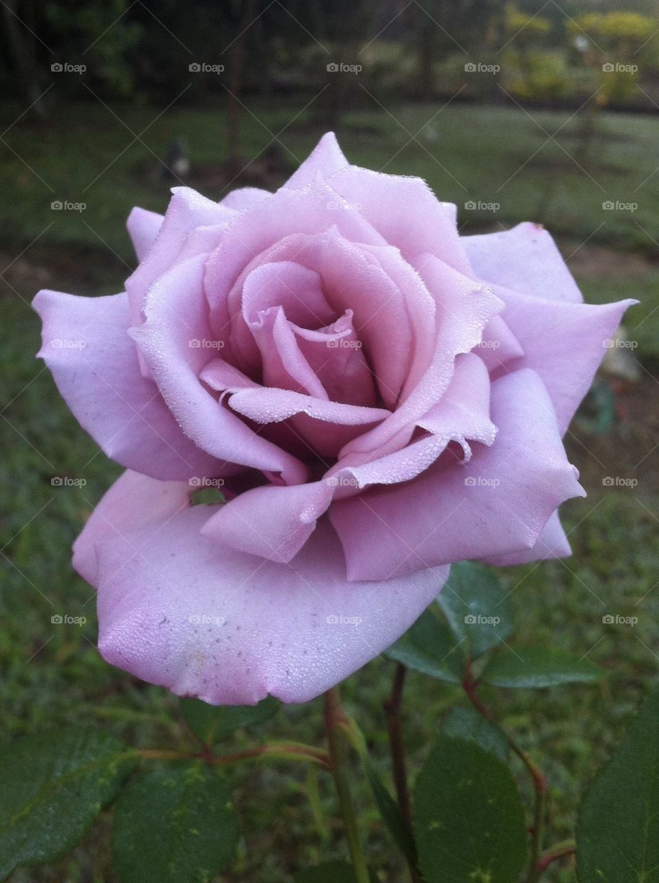 PURPLE COLOR - 🌹 🇺🇸 Very beautiful flowers to brighten our day.  Live nature and its beauty. Did you like the delicate petals? / 🇧🇷 Flores muito bonitas para alegrar nosso dia. Viva a natureza e sua beleza. Gostaram das pétalas delicadas? 