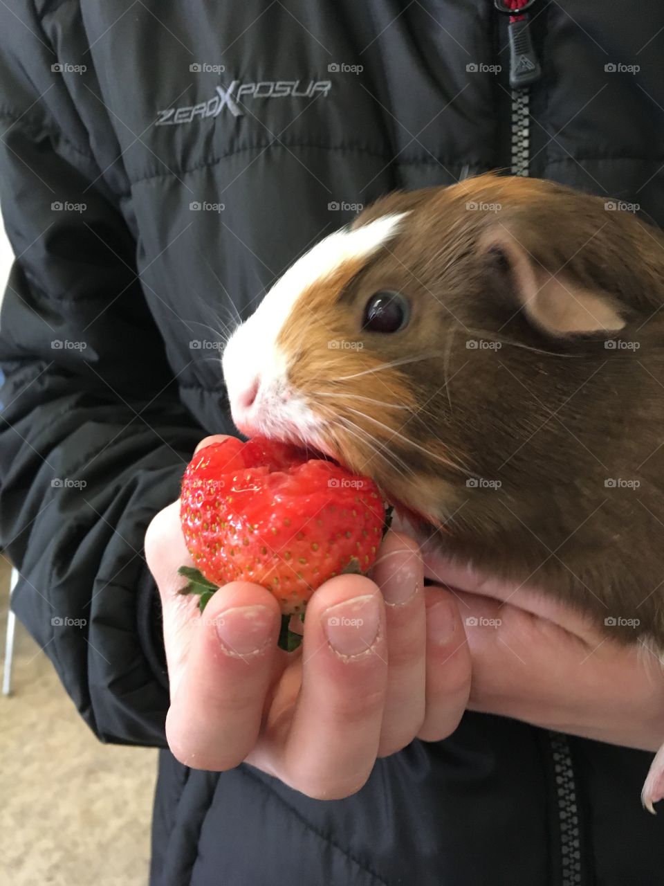 Guinea pig strawberry