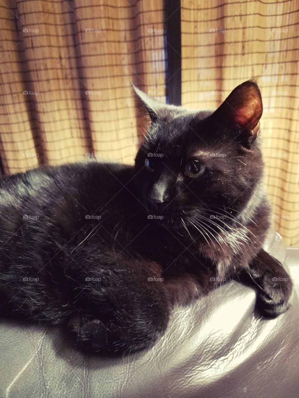 Black cat laying on back of couch, bamboo shades.