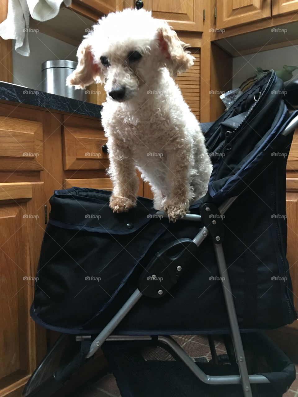 Poodle standing in pet carriage in kitchen! 

When my older dog Maxwell needs to be with me I put him in the pet carriage & wheel him around near me while I'm doing my chores🐾Solves a little problem, simply!💞