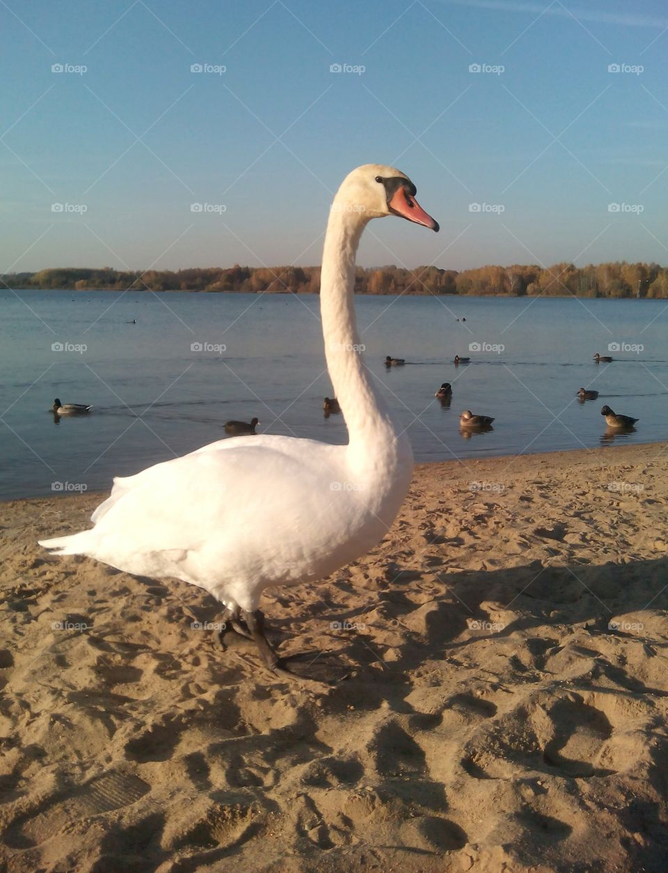 swan