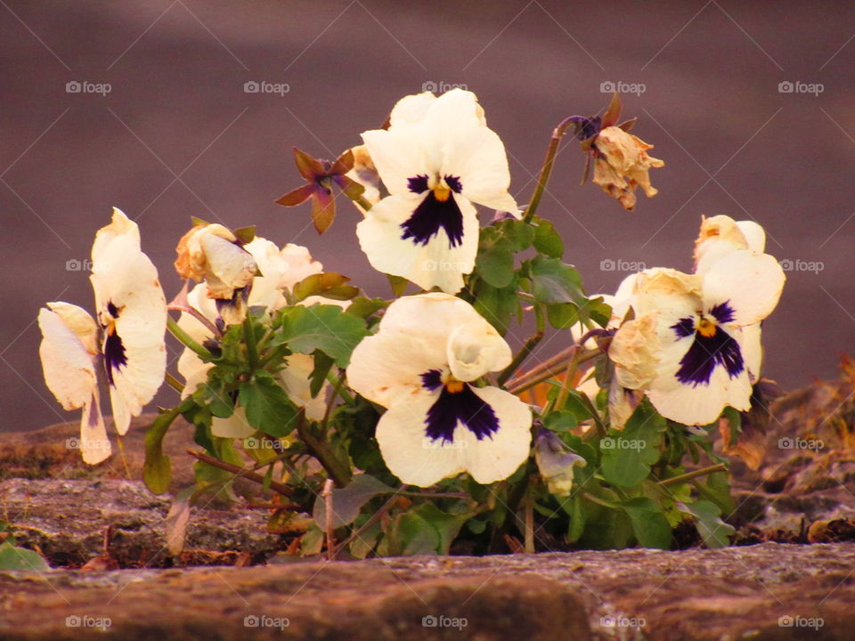 pansies