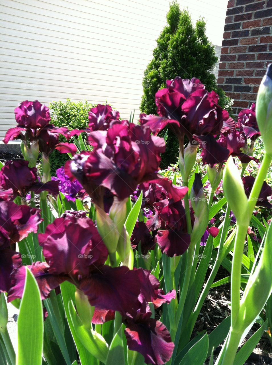 Irises