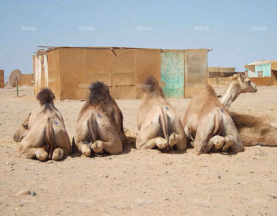 animal back egypt camel by KathOnEarth