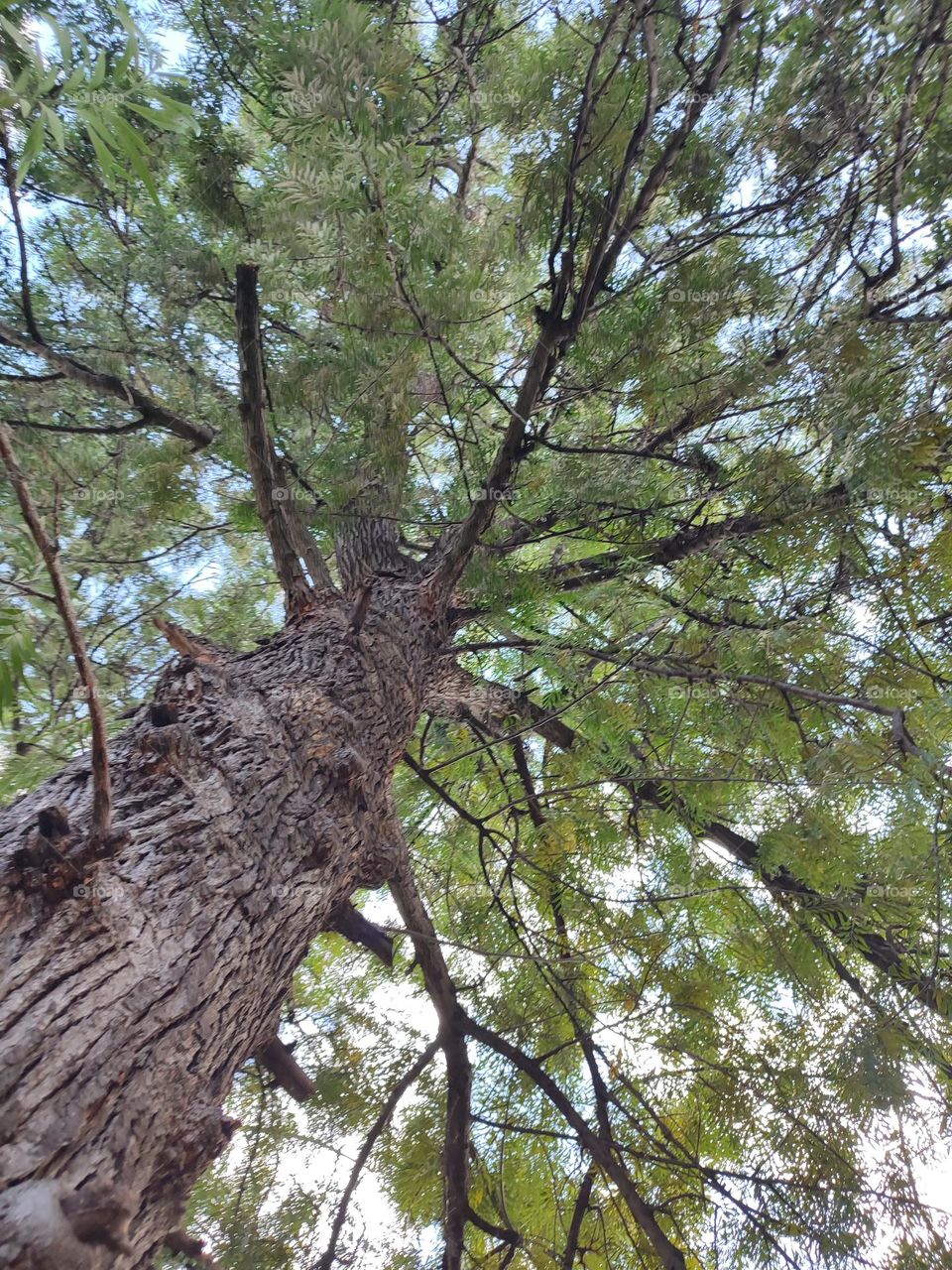 Looking up in a big old tree