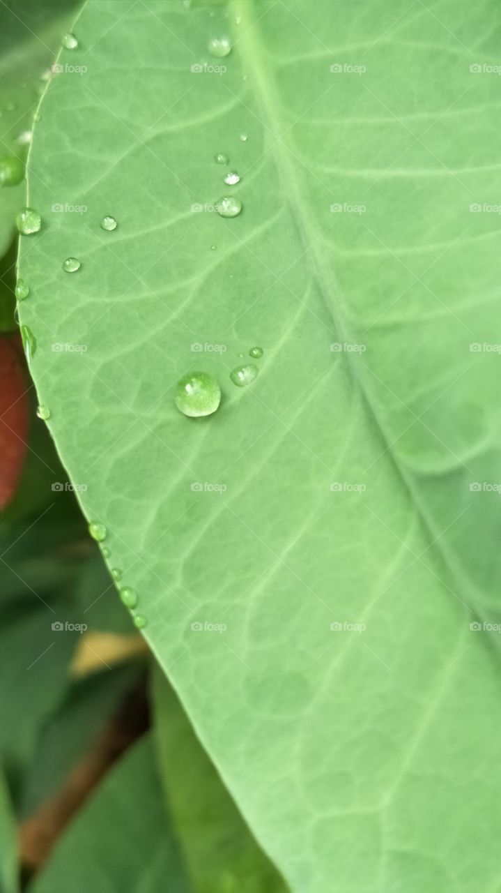 Dew, Leaf, Flora, Drop, Rain