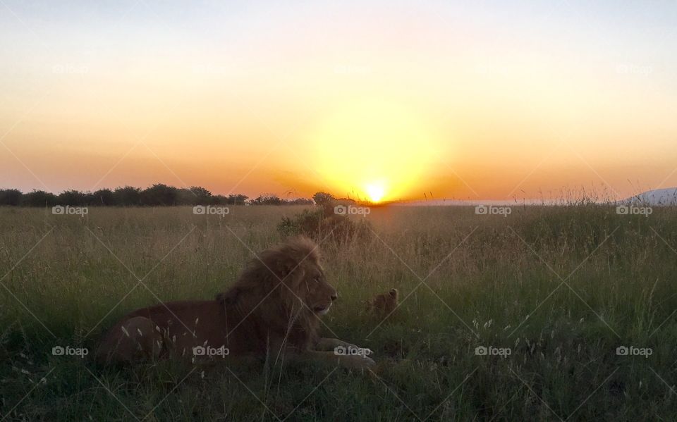 Sunrise lions