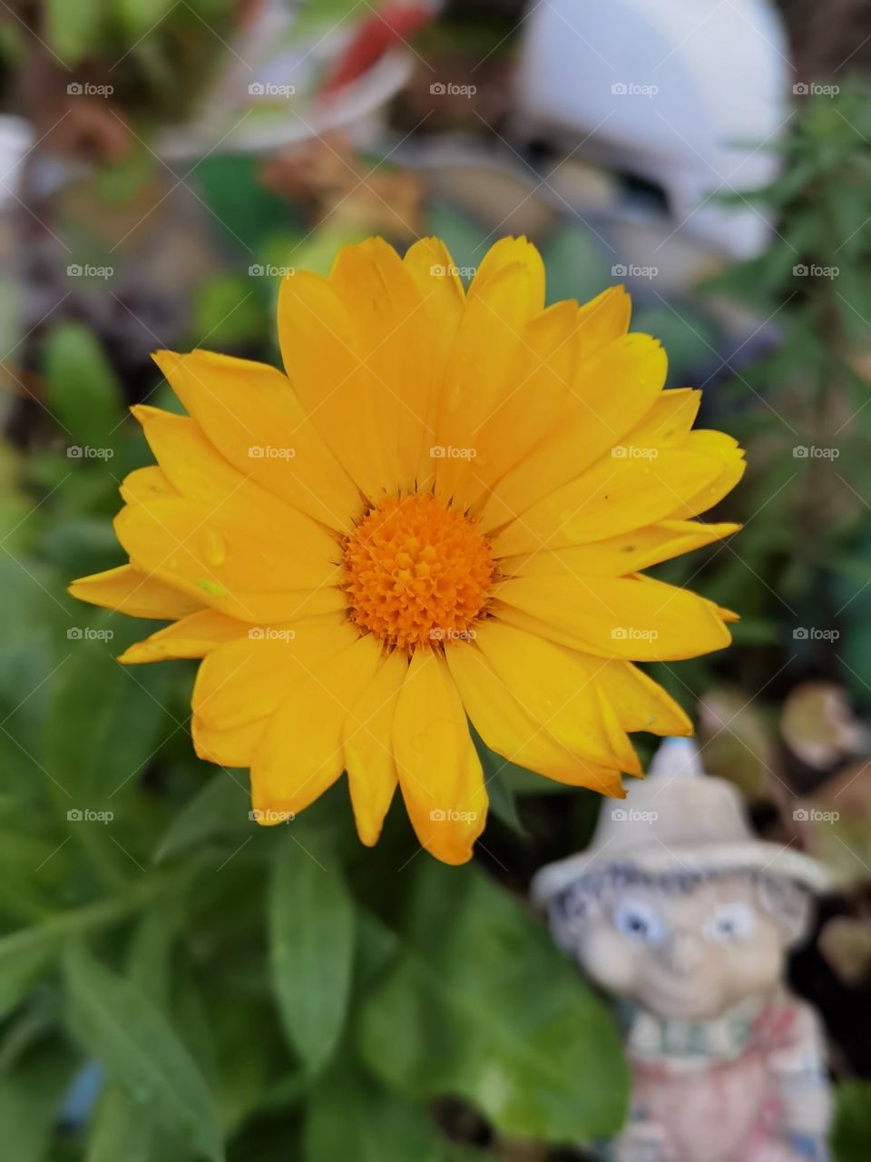 yellow flower open