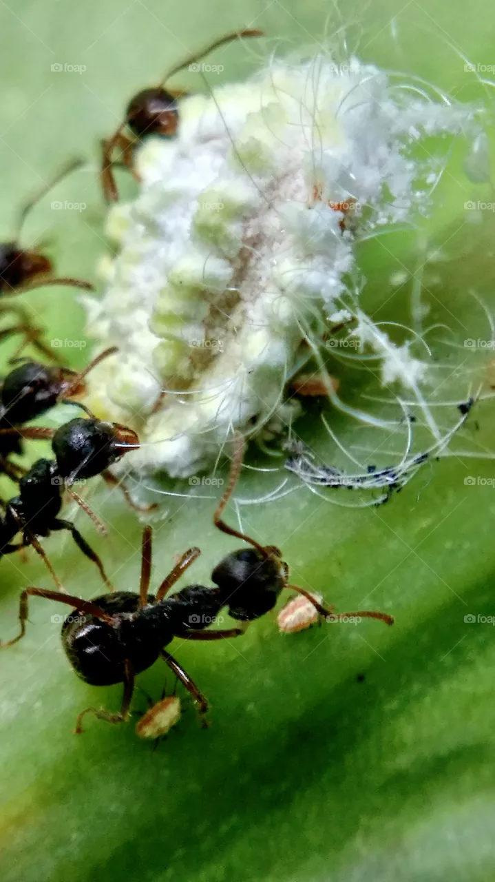 ant
