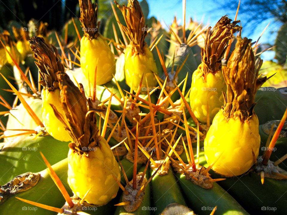 Close-up of pineapple cactus