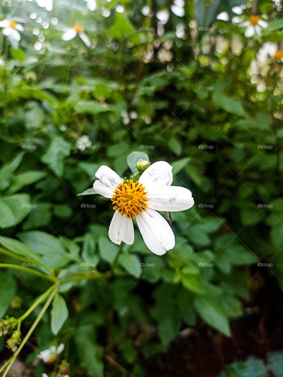 Close-up view of white flowers with yellow core growing among green leaves. White flowers with slightly dull petals and a bright yellow core are the main focus of the image