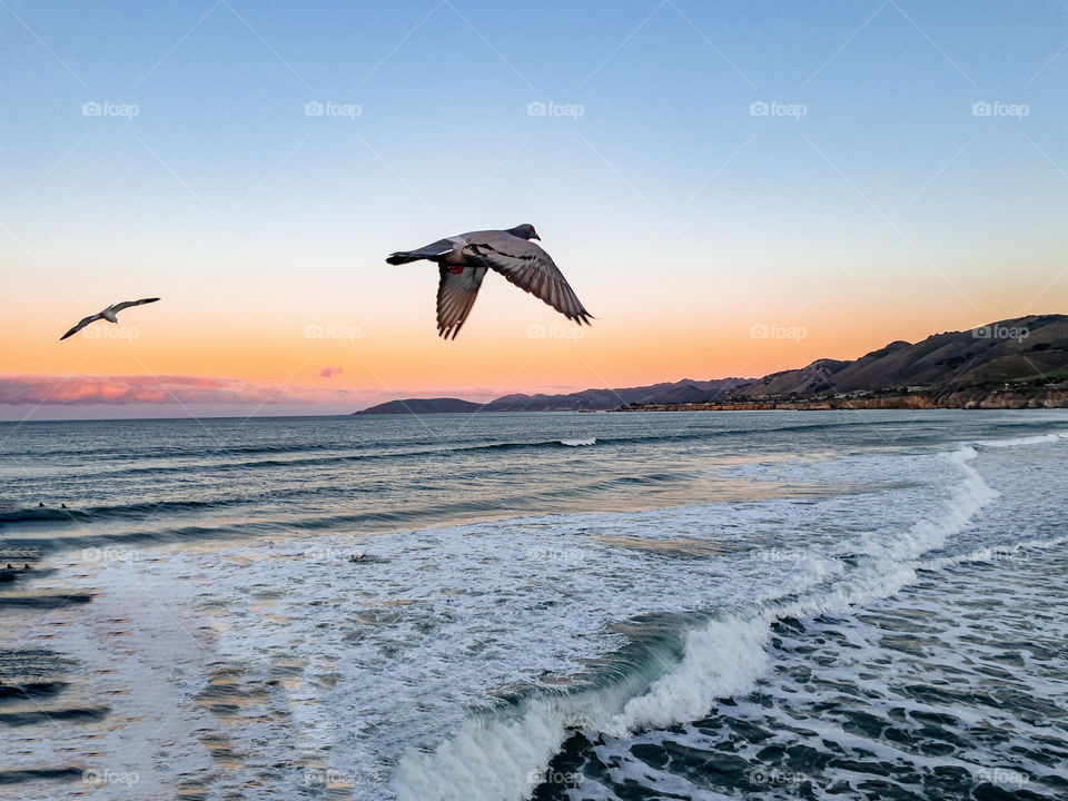 Bird flying in the sky at sunset at the beach. 