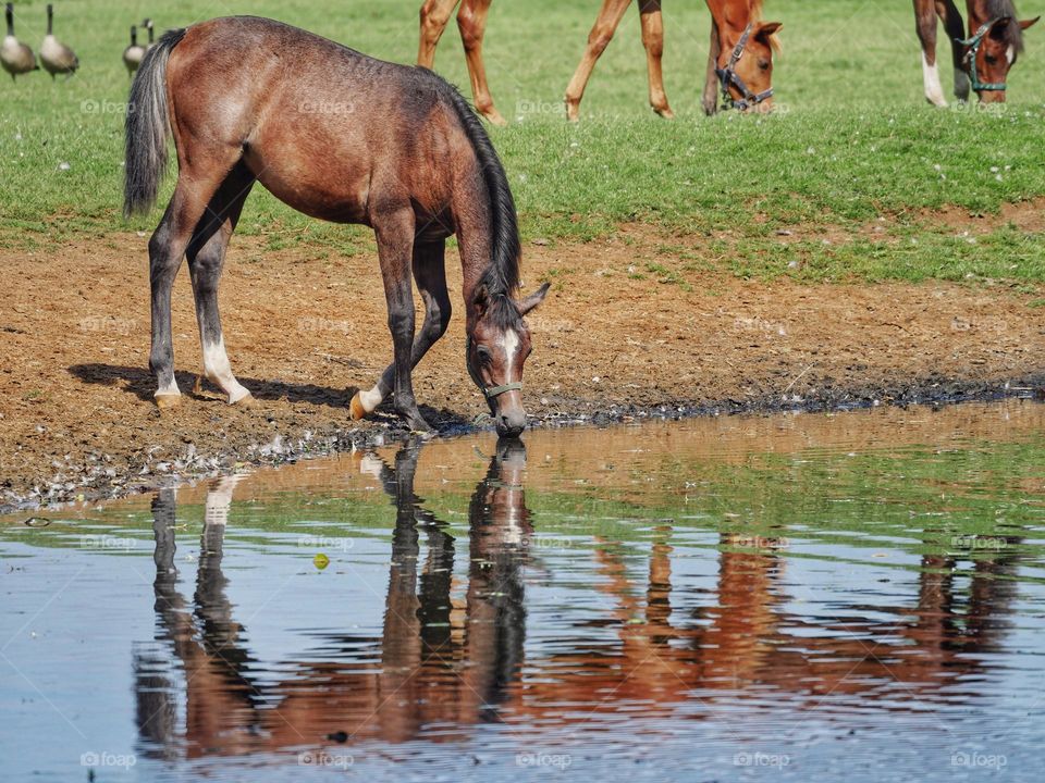 Thirsty horse