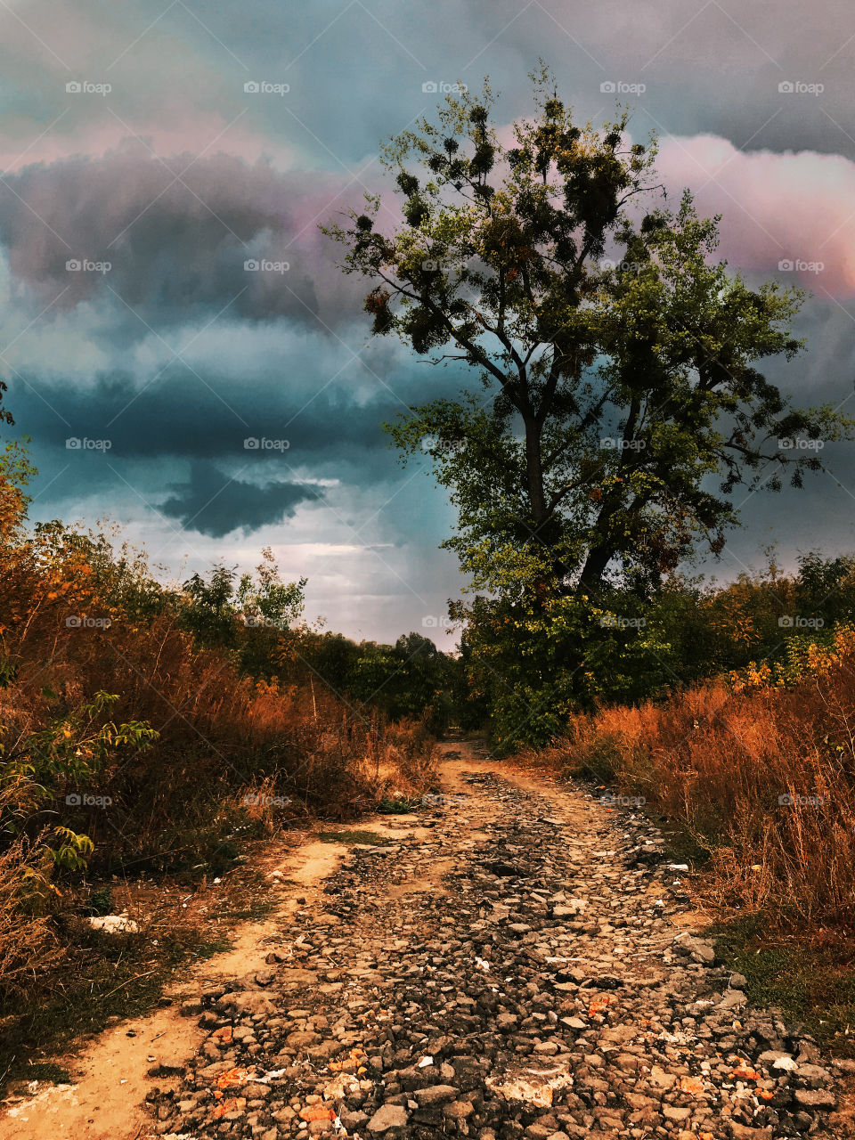 Tree on the road in front of gloomy rainy sky 