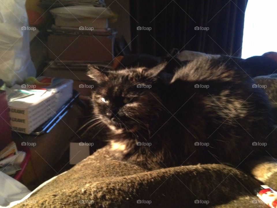 Cat, One, Portrait, Mammal, People