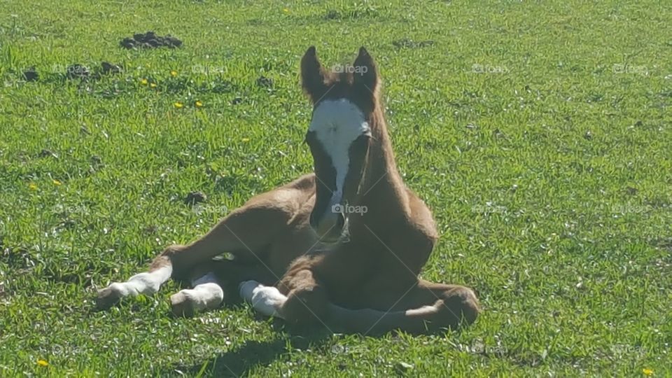 foal