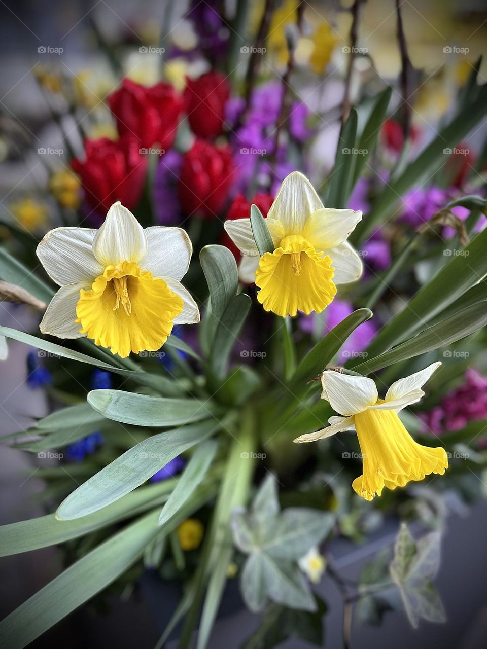 Beautiful colourful spring flowers daffodils and purple red flowers 