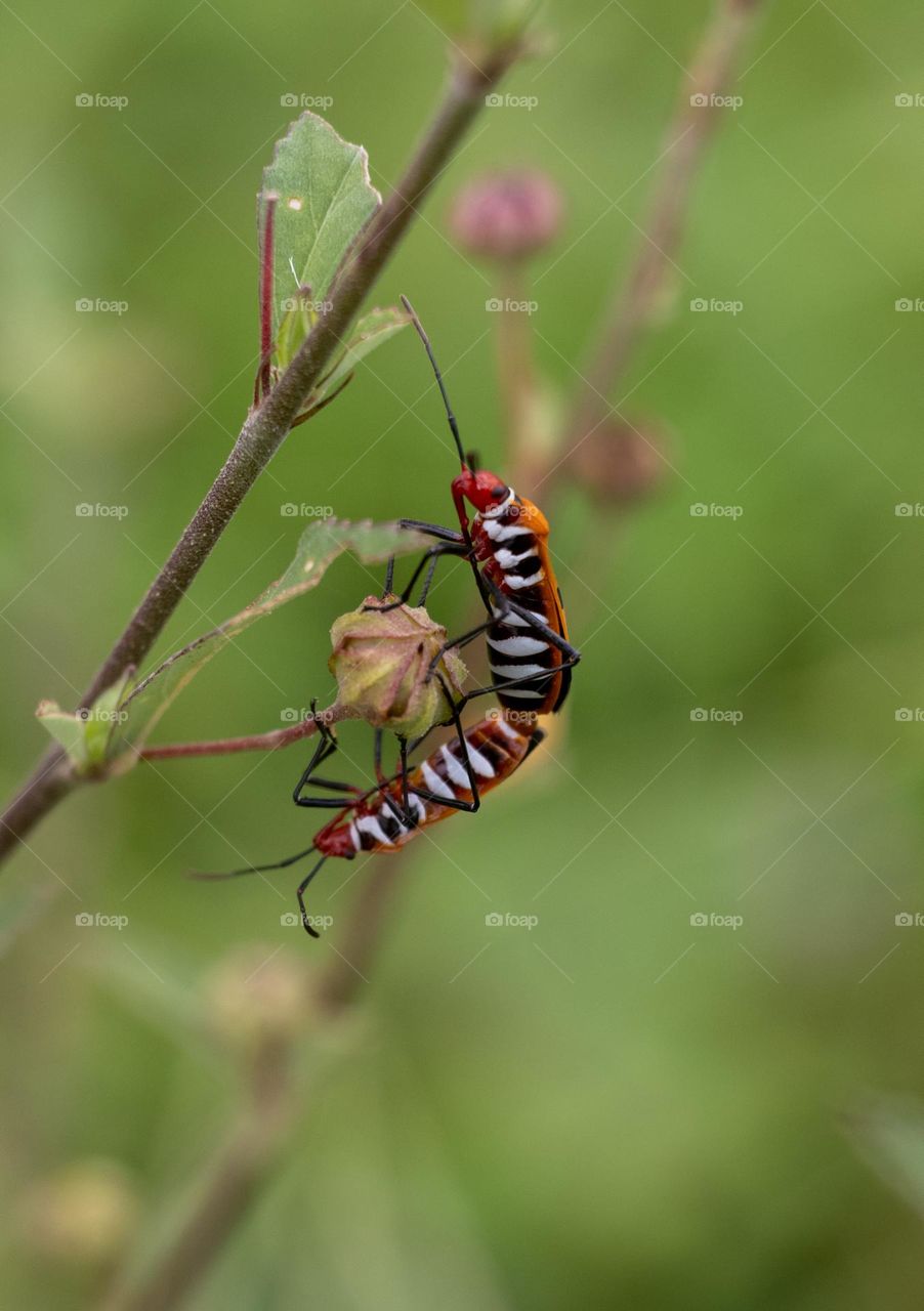 close up photo Dysdercus cingulatus