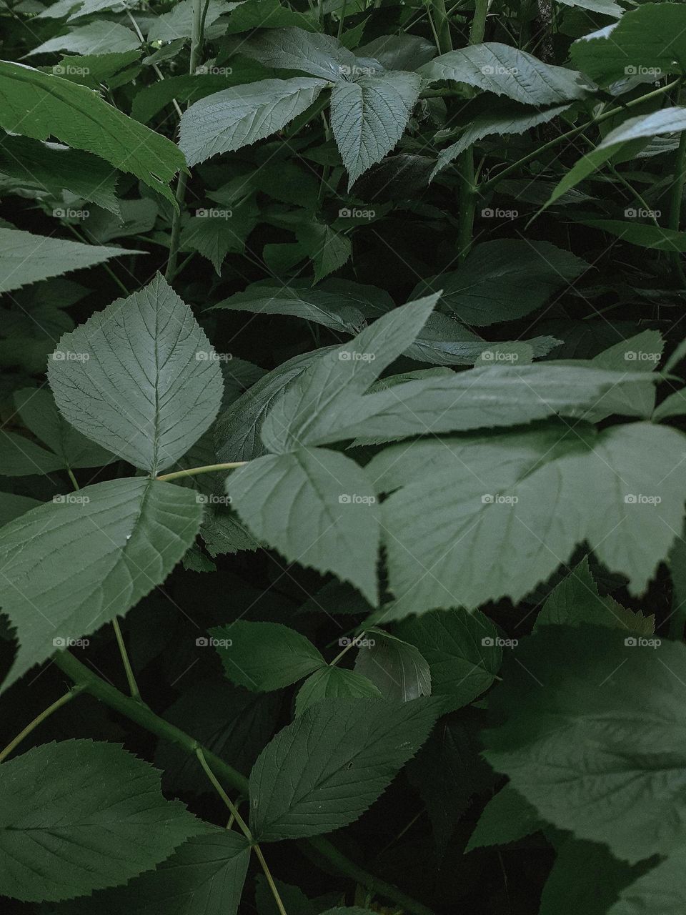 Aesthetics of a green plant
