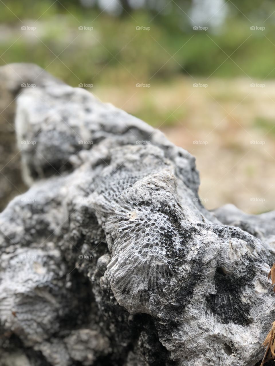 Fossil on the roadside 