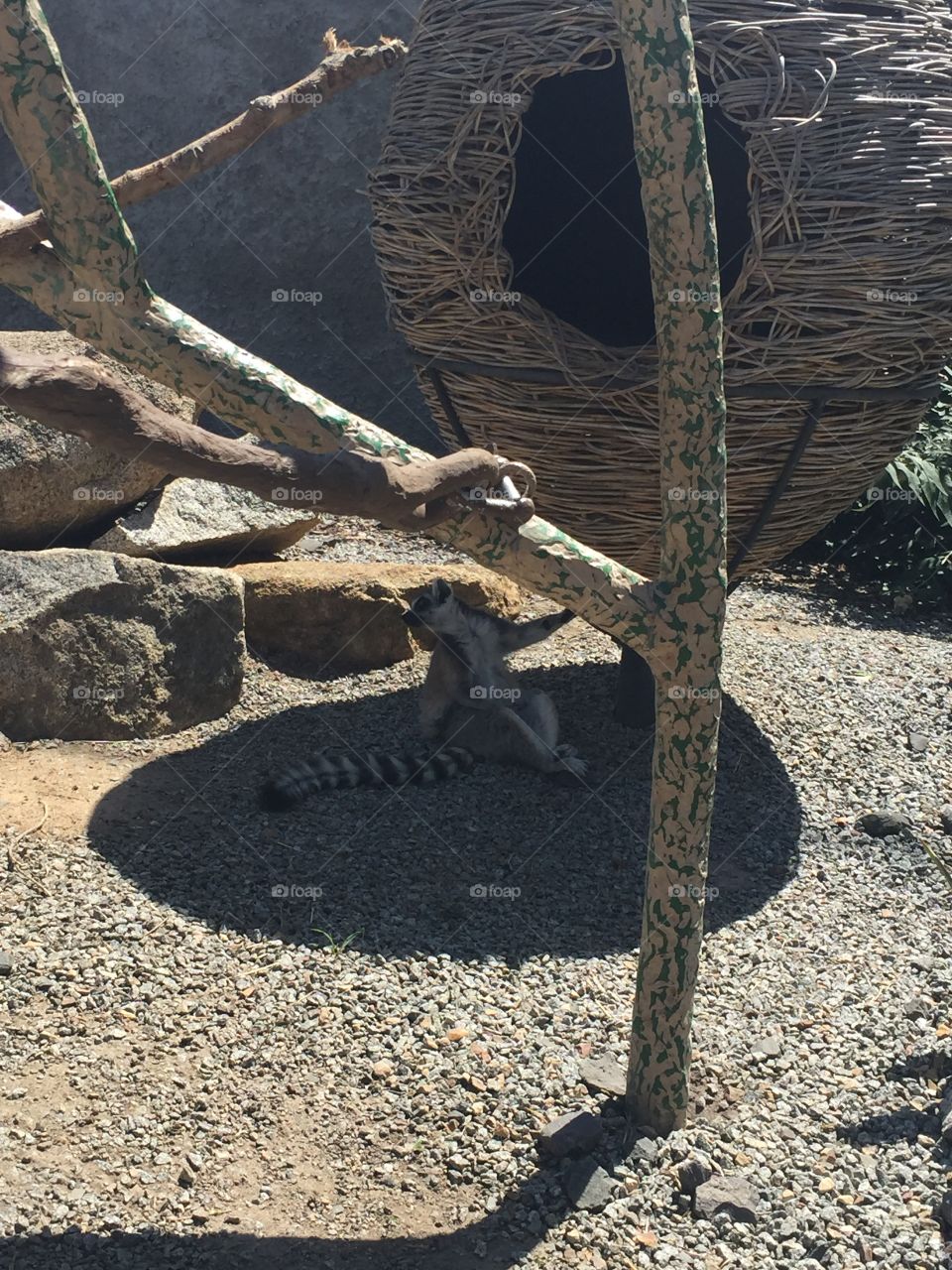 Melbourne Zoo - Lemur 