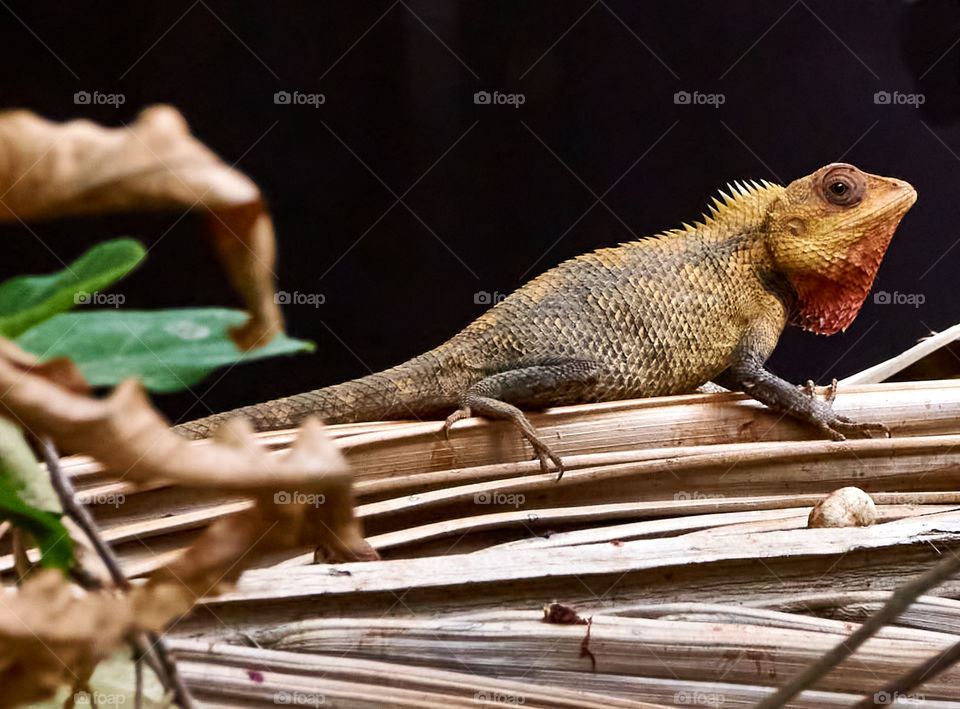 Animal photography - Oriental garden lizard - sun bask