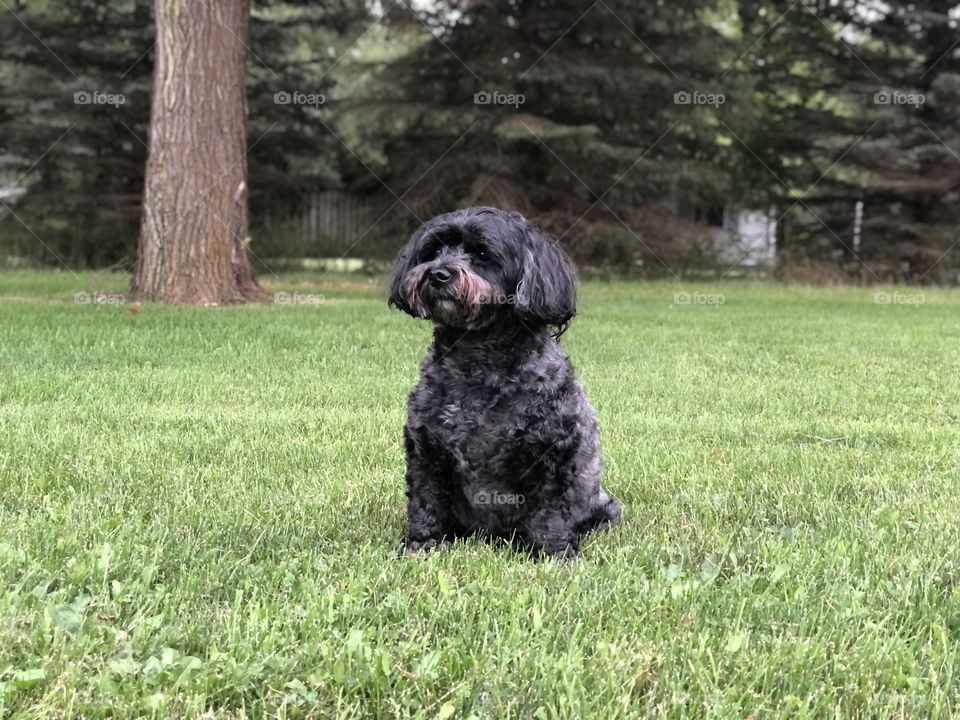 Black bichon waiting patiently 