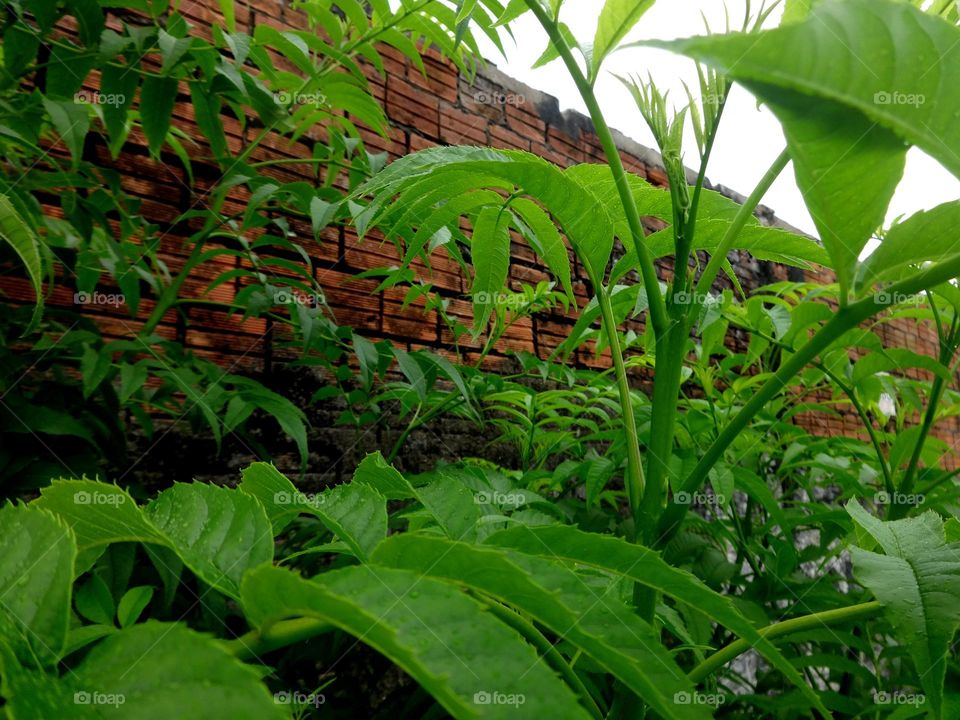 Äste mit grünen Blätter