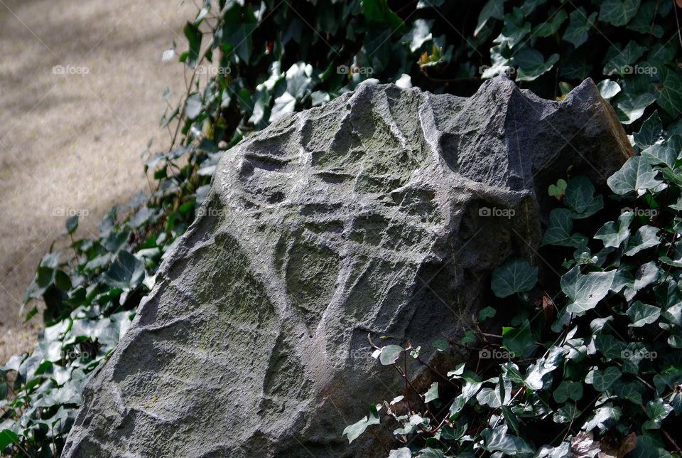 Close-up of rock amidst ivy leaves at park in Berlin, Germany.