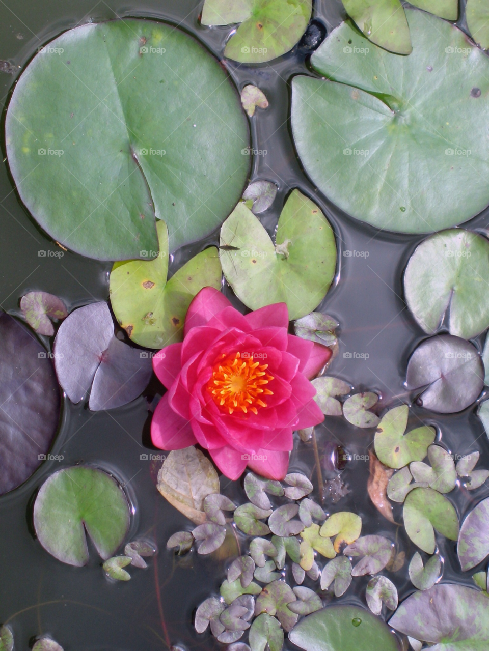 lilly pink lilly water lilly lilly in a pond by gbp