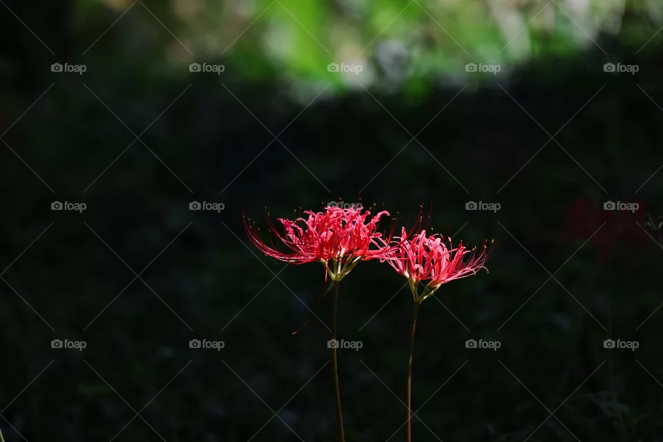彼岸花