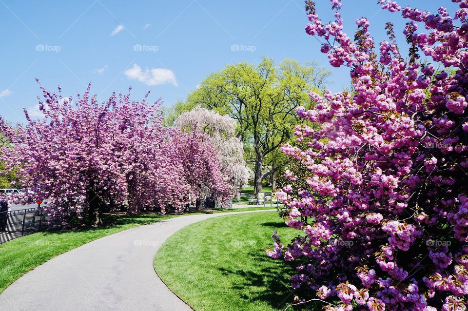 Beautiful cherry blossom trees adorn the walkway on a sunny spring day. 