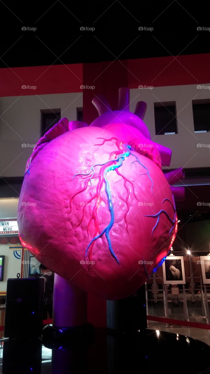 the human heart display