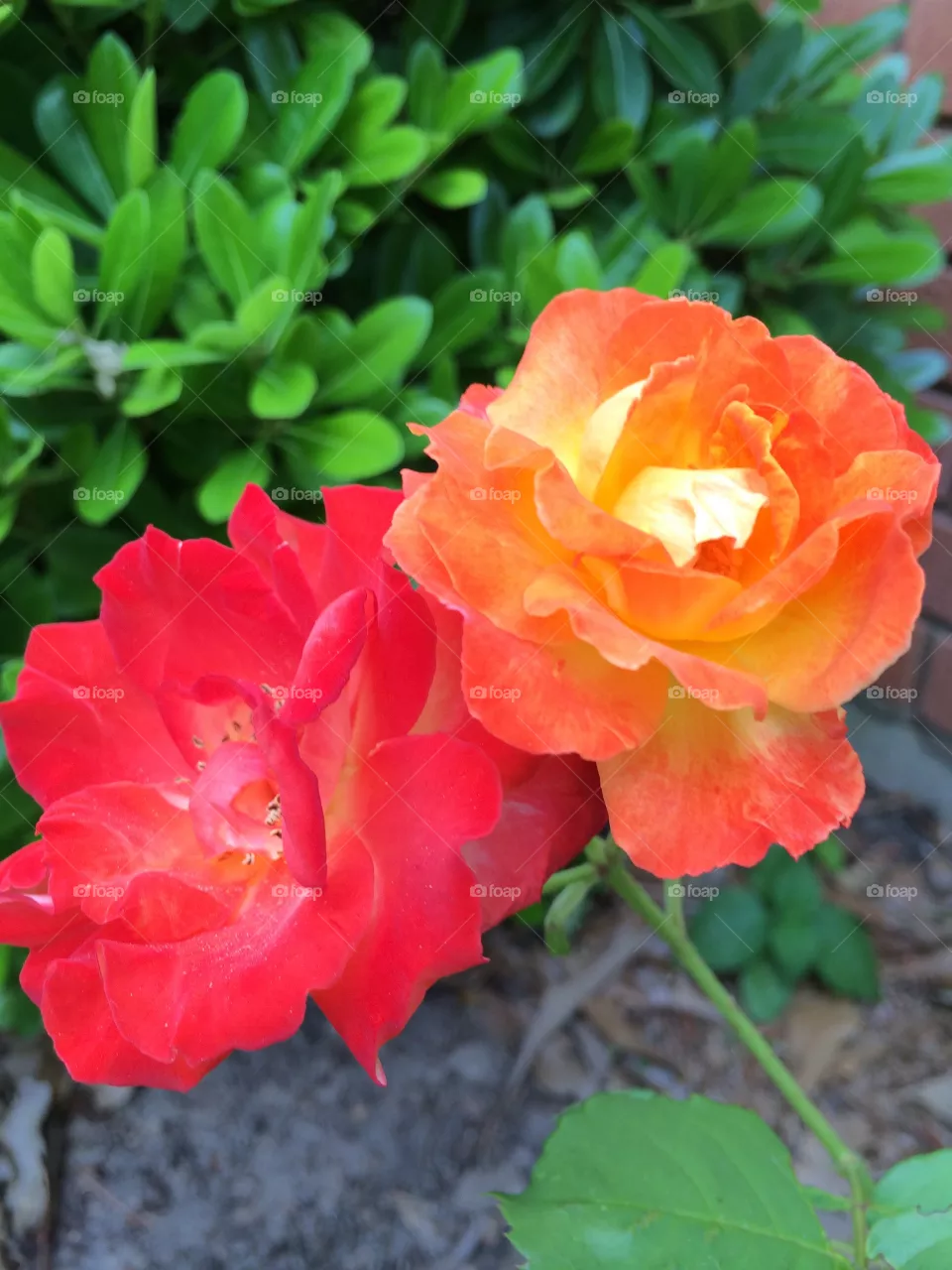 Orange & Red