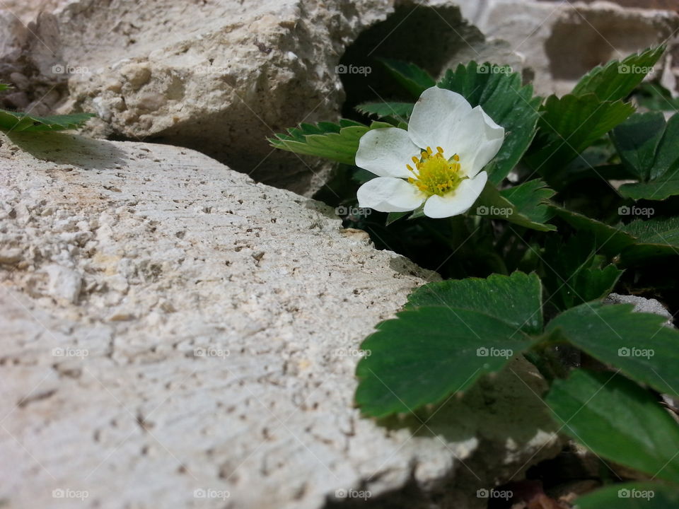 Strawberry flower, early spring signs 