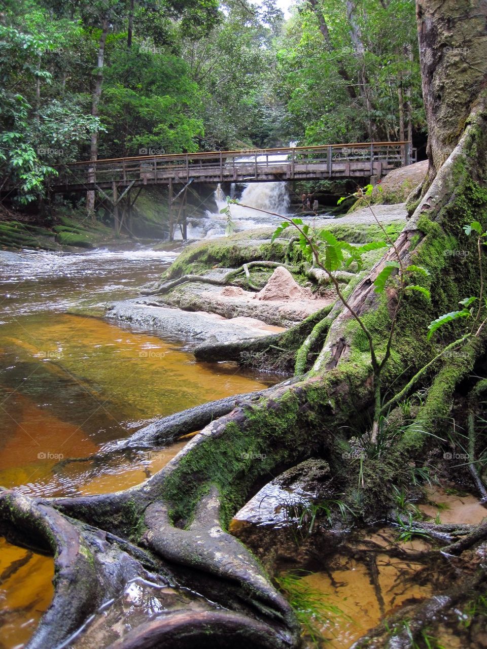 Amazon river 