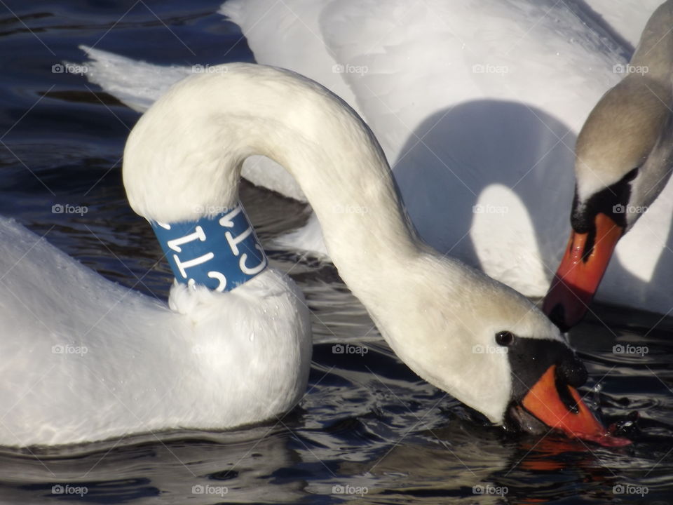 swans floating in the lake wintering