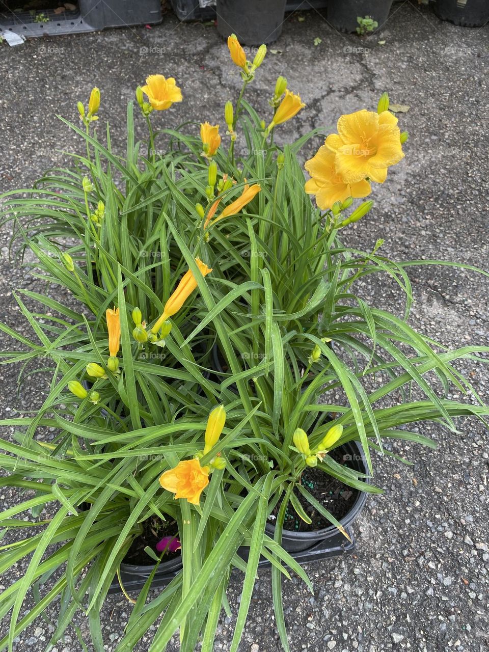 Yellow day Lillie’s 