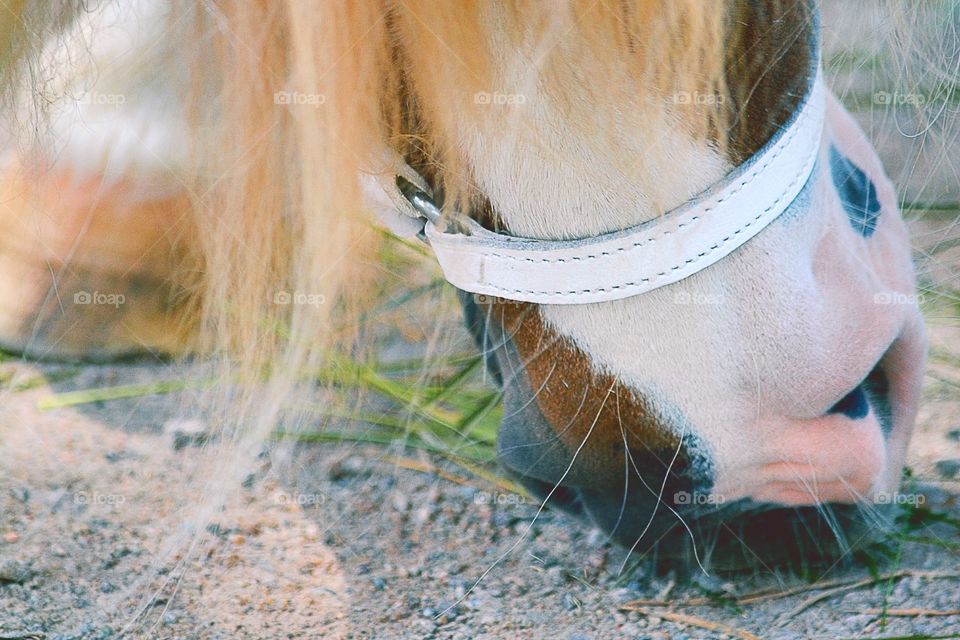 Eating. Pony eats grass