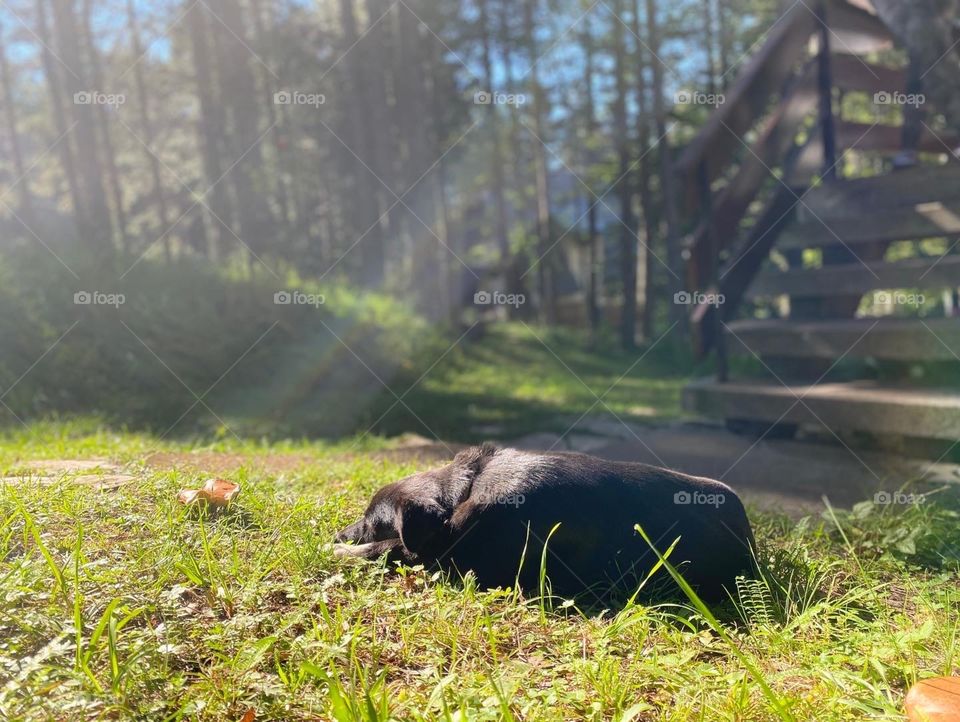 Dog’s life in the woods