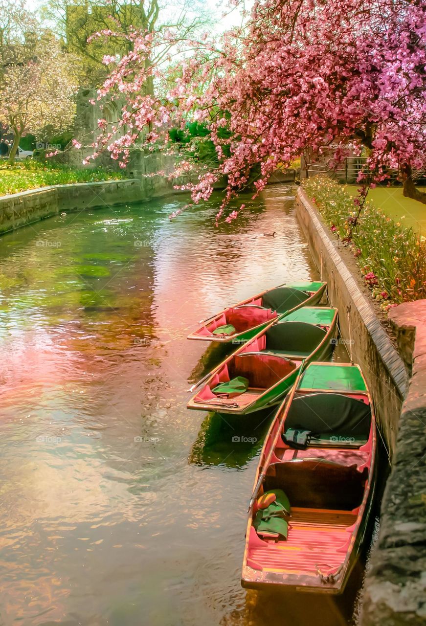 Punts sit on the water of the Great Stour river under pink blossoms