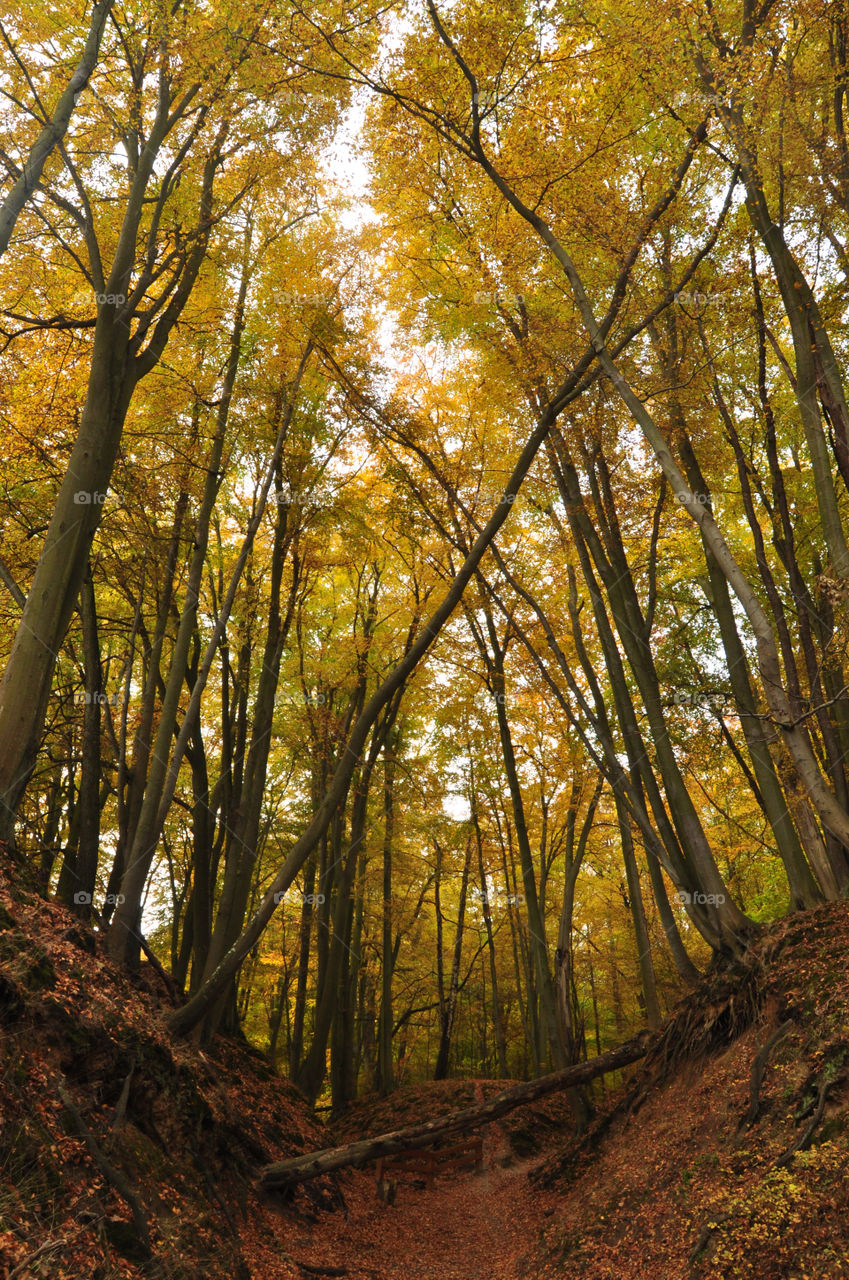 yellow trees in forest