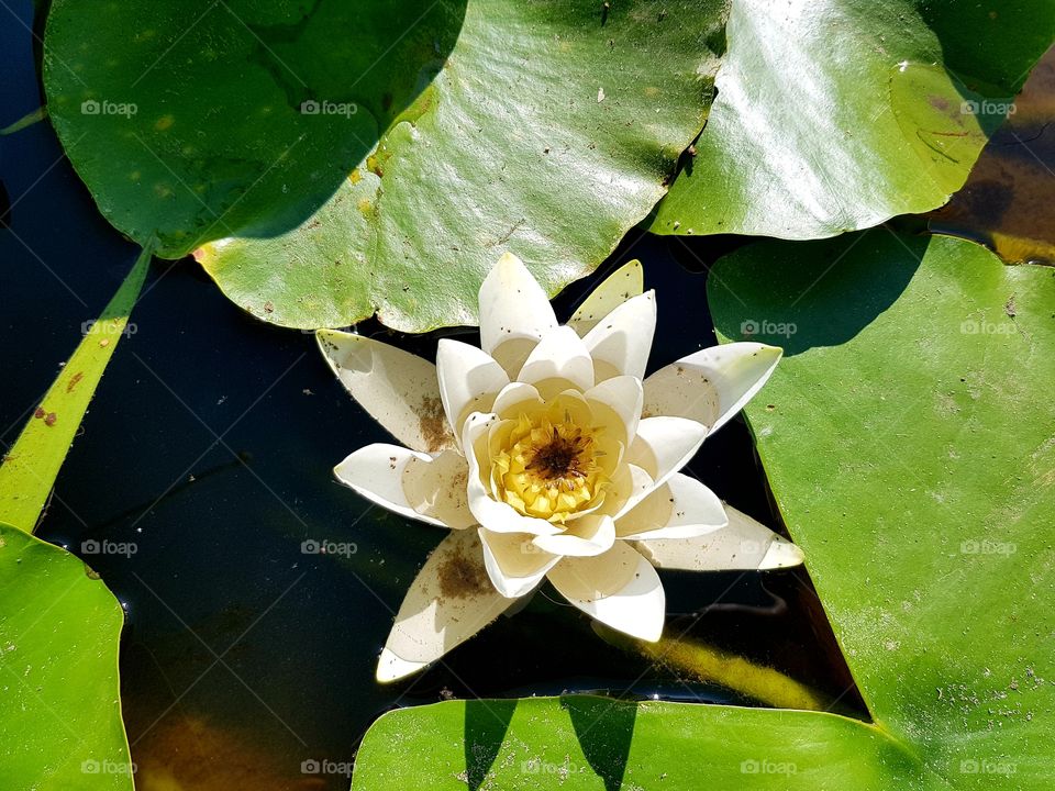 beautiful flower,water lily 🌼🌻🌻🌻🌸🌹🌞🌞🌞