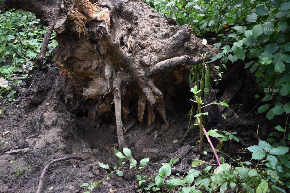 An uprooted tree